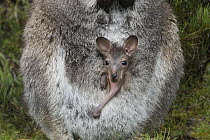 Red-necked Wallaby (Macropus rufogriseus) five-month-old joey in pouch, Cradle Mountain-Lake Saint Clair National Park, Tasmania, Australia