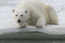 Polar Bear (Ursus maritimus) sub-adult, Franz Josef Land, Russia
