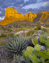 Opuntia (Opuntia sp) cactus and Agave (Agave sp) near El Capitan, Guadalupe Mountains National Park, Chihuahuan Desert, Texas