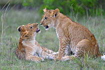African Lion (Panthera leo) cubs playing, Masai Mara, Kenya