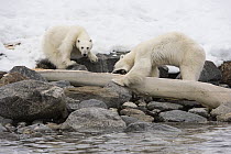 Polar Bear (Ursus maritimus) pair scavenging whale bone, Spitsbergen, Svalbard, Norway