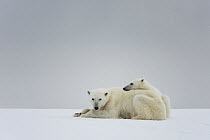 Polar Bear (Ursus maritimus) mother and cub in snow, Spitsbergen, Svalbard, Norway
