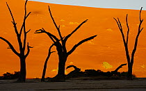 Acacia (Acacia sp) snags and sand dunes, Namib-Naukluft National Park, Namibia