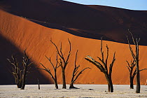 Acacia (Acacia sp) snags and sand dunes, Namib-Naukluft National Park, Namibia