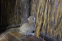 Leopard (Panthera pardus) two-week-old cub on floor of bathroom after mom stashed it there, Tubu Tree Camp, Jao Reserve, Botswana