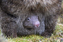 Common Wombat (Vombatus ursinus) joey in mother's pouch, Cradle Mountain-Lake Saint Clair National Park, Tasmania, Australia