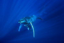 Humpback Whale (Megaptera novaeangliae) mother and calf with escort, Maui, Hawaii, image taken under NMFS Permit # 19225
