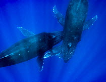 Humpback Whale (Megaptera novaeangliae) mother and calf with escort, Maui, Hawaii, image taken under NMFS Permit # 19225