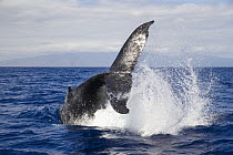 Humpback Whale (Megaptera novaeangliae) yearling tail slapping, Maui, Hawaii, image taken under NMFS Permit # 19225