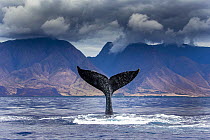 Humpback Whale (Megaptera novaeangliae) tail slapping, Maui, Hawaii, image taken under NMFS Permit # 19225