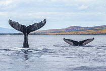 Humpback Whale (Megaptera novaeangliae) pair tail slapping, Maui, Hawaii, image taken under NMFS Permit # 19225