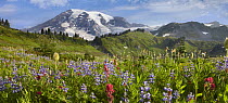 Wildflowers in meadow, Mount Rainier National Park, Washington
