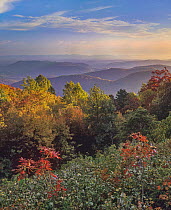 Deciduous forest in autumn, Blue Ridge Range, Blue Ridge Parkway, North Carolina