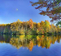 Deciduous forest in autumn, Price Lake, Blue Ridge Parkway, North Carolina