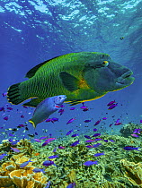 Parrotfish (Scarus sp) and Wrasse (Labridae), Apo Island, Philippines
