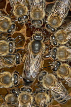 Honey Bee (Apis mellifera) queen surrounded by her court, laying eggs on the broodcomb, Germany