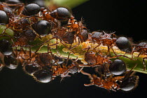 Ant (Meranoplus mucronatus) workers guarding planthopper nymphs, from which they take secreted honeydew, Deramakot Forest Reserve, Sabah, Borneo, Malaysia