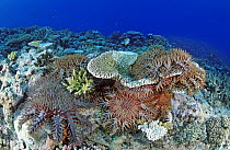 Crown-of-thorns Starfish (Acanthaster planci) group feeding on coral, Great Barrier Reef, Queensland, Australia