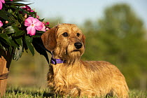 Miniature Wire-haired Dachshund (Canis familiaris), North America