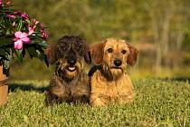 Miniature Wire-haired Dachshund (Canis familiaris) pair, North America