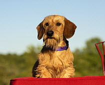 Miniature Wire-haired Dachshund (Canis familiaris), North America