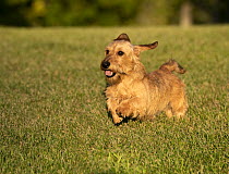 Miniature Wire-haired Dachshund (Canis familiaris) running, North America