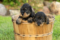 Miniature Wire-haired Dachshund (Canis familiaris) puppies, North America