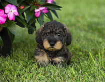 Miniature Wire-haired Dachshund (Canis familiaris) puppy, North America