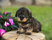Miniature Wire-haired Dachshund (Canis familiaris) puppy, North America