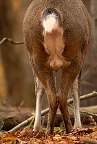 White-tailed Deer (Odocoileus virginianus) buck urinating on legs to scent-mark in autumn, North America