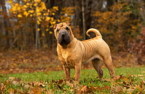 Shar Pei (Canis familiaris), North America