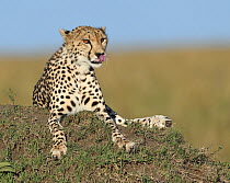 Cheetah (Acinonyx jubatus) licking lips, Masai Mara, Kenya