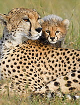 Cheetah (Acinonyx jubatus) mother and cub, Masai Mara, Kenya