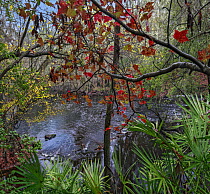 Cabbage Palm (Sabal palmetto) and Maple (Acer sp), Santa Fe River, O'Leno State Park, Florida