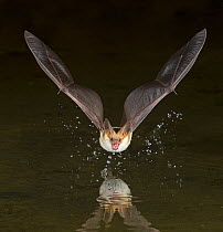 Pallid Bat (Antrozous pallidus) drinking at night while in flight, Arizona