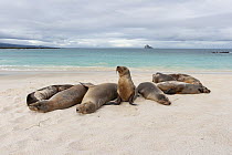 Galapagos Sea Lion (Zalophus wollebaeki) group on beach, Espanola Island, Galapagos Islands, Ecuador