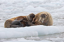 Walrus (Odobenus rosmarus) mother and calf, Svalbard, Norway