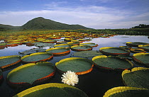 Amazon Water Lily (Victoria amazonica) flower and lily pads, Pantanal, Brazil