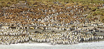 King Penguin (Aptenodytes patagonicus) colony, Antarctic Fur Seal (Arctocephalus gazella), and Southern Elephant Seal (Mirounga leonina) on beach at dawn, Right Whale Bay, South Georgia Island, digita...