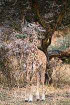 Masai Giraffe (Giraffa tippelskirchi) calf, Masai Mara, Kenya