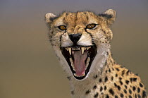 Cheetah (Acinonyx jubatus) female yawning, Masai Mara, Kenya