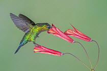 Fiery-throated Hummingbird (Panterpe insignis) feeding on flower nectar, Costa Rica