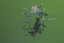 Mosquito (Aedes atlanticus), Brighton Recreation Area, Michigan