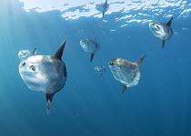 Ocean Sunfish (Mola mola) juveniles, Avalon Bank, Newport, California