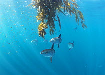 Ocean Sunfish (Mola mola) and Rockfish (Sebastes sp) juveniles under Giant Kelp (Macrocystis pyrifera) paddy, Avalon Bank, Newport, California