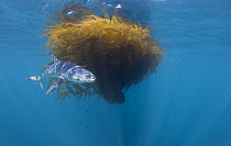Blue Shark (Prionace glauca) and Giant Kelp (Macrocystis pyrifera) paddy, Avalon Bank, Newport, California