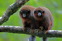 Dusky Titi Monkey (Callicebus moloch) pair, native to South America
