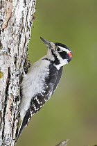 Hairy Woodpecker (Picoides villosus), Nova Scotia, Canada
