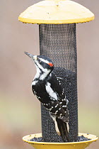 Hairy Woodpecker (Picoides villosus) at bird feeder, Nova Scotia, Canada