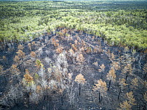 Burned industrial logging area, Nova Scotia, Canada
